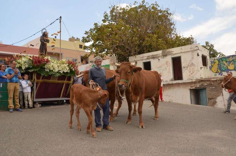 Varias cabezas de vacuno pasan delante del trono del santo (Foto Francisco Javier Santana)